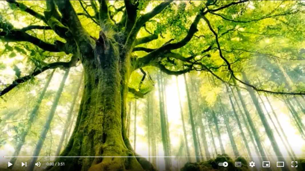 La légende des arbres