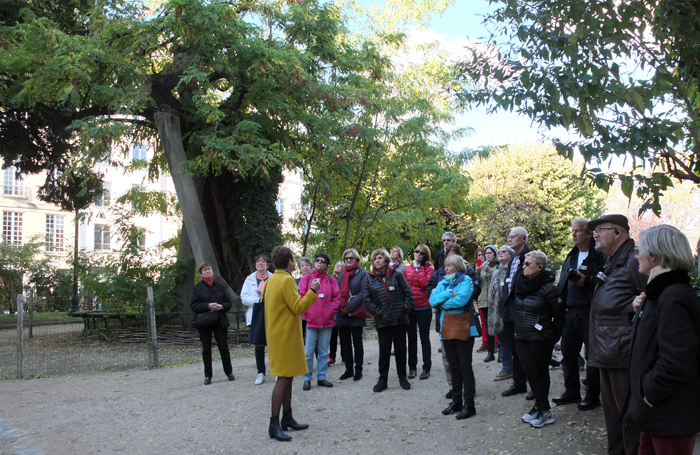Le plus vieil arbre de Paris