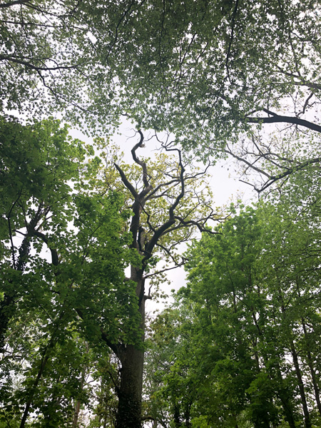 photo des copeaux arbres dans la forêt de Fausses-Reposes