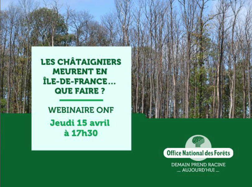 Les châtaigniers meurent en Île-de-France... Que faire ?