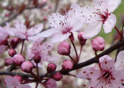 Premières fleurs de printemps en forêt de Fausses-Reposes