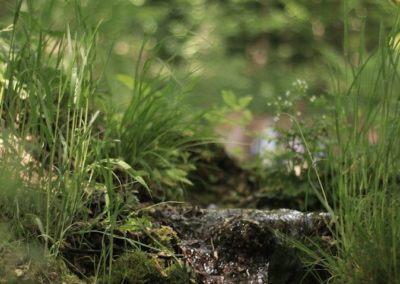 Rû de Gally, sa naissance dans Versailles