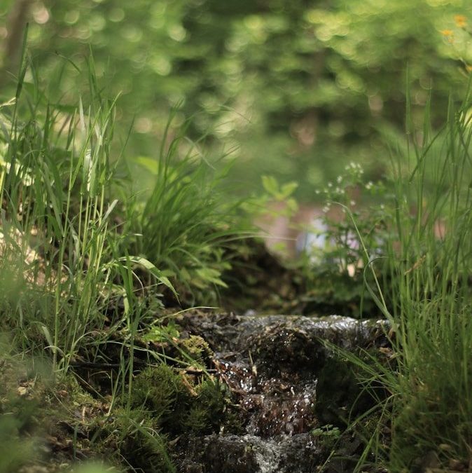 Rû de Gally, sa naissance dans Versailles