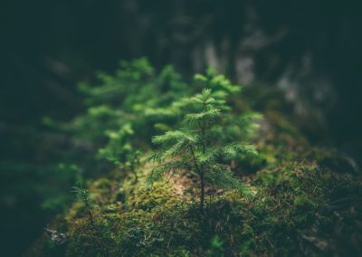 Découvrir la biodiversité des forêts