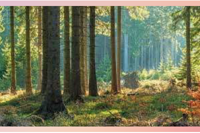 Forêts : un dialogue entre science et nature