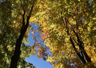 Le risque incendie et nos forêts