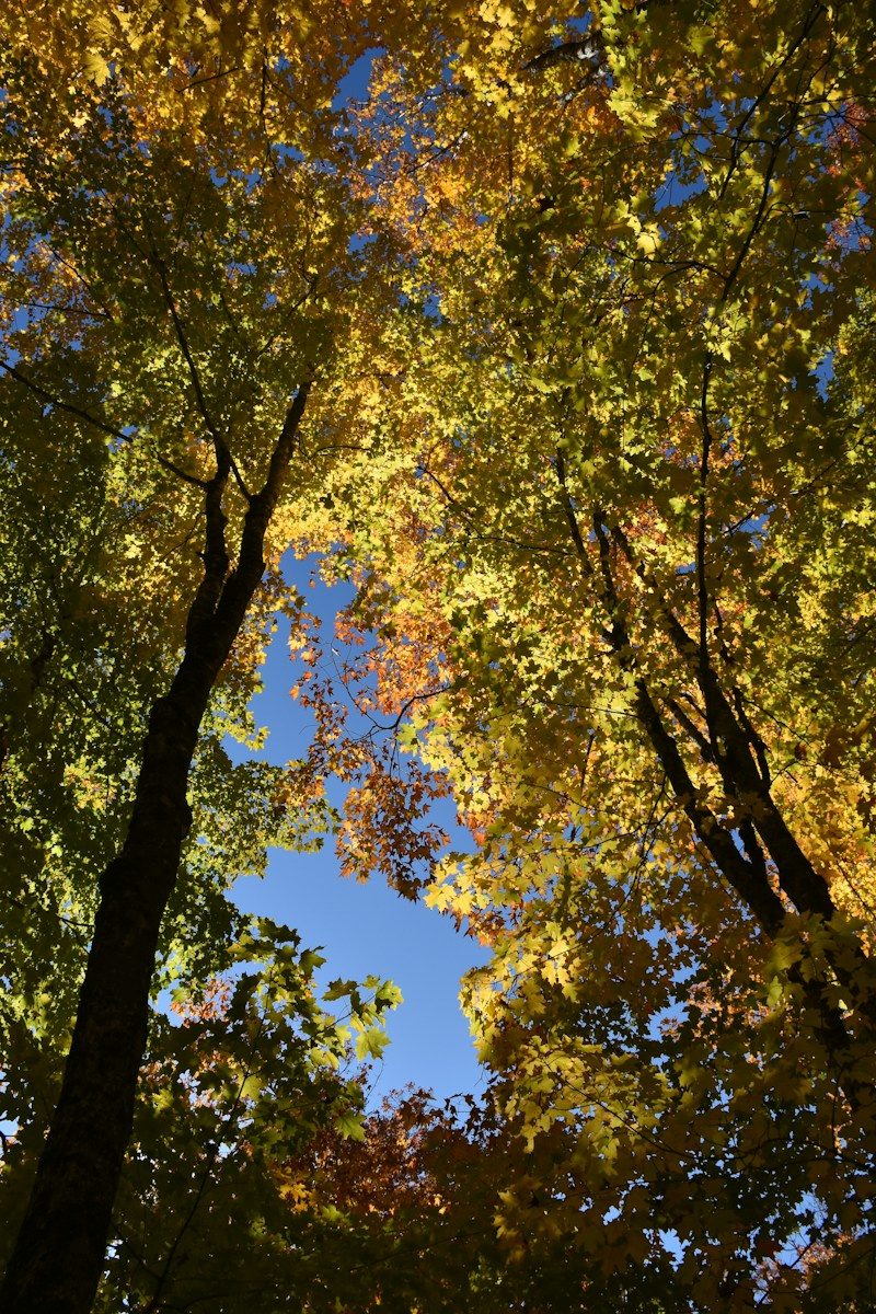 Cime des arbres en stress