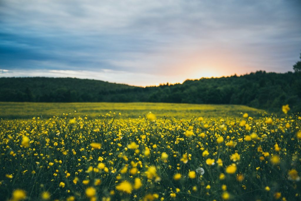 Prairie avec forêt au fond sur un ciel lourd bleu avec nuages