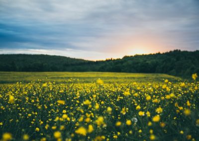 Forêts franciliennes : entre refuge et vulnérabilité face au changement climatique
